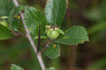 Dwarf hawthorn